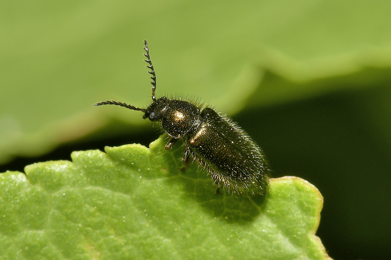 Dasytidae: Aplocnemus sp? S. A. chalconatus